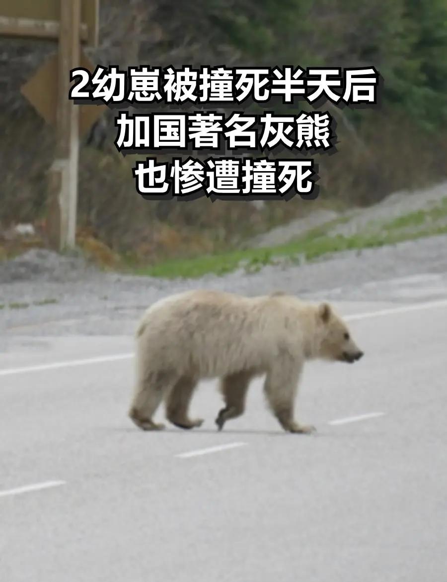 开云体育下载-灰熊负雄鹿遭遇四连败