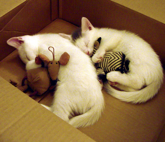 奥运周期关键战之夜，米切尔刷新纪录闪耀荣耀舞台