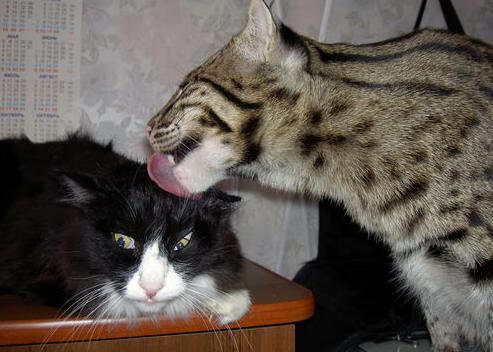 开云体育中国-战术巧思制胜！奇才智取掘金，英格拉姆化身关键先生