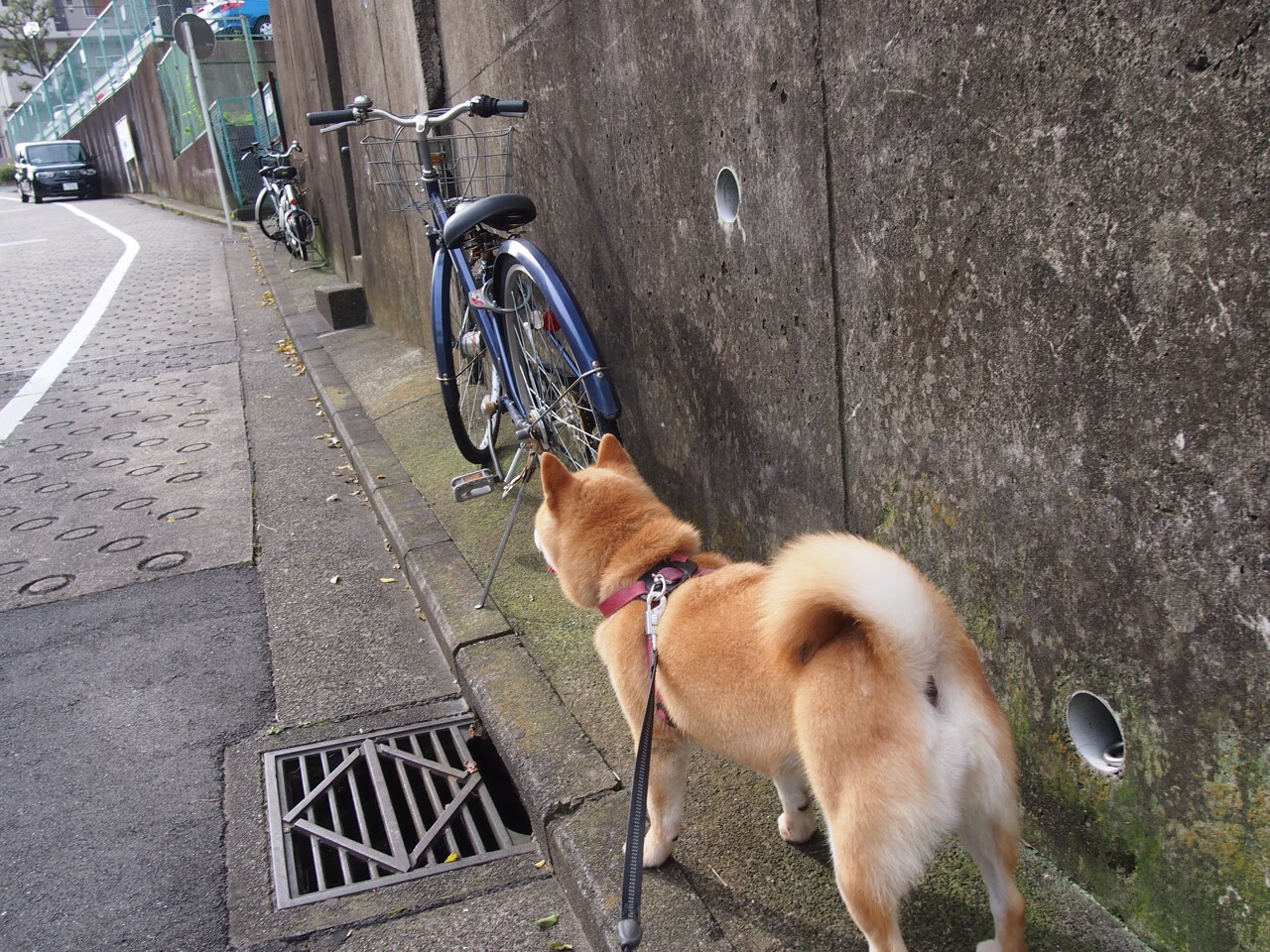 开云体育app-双星闪耀篮球周末，塔图姆狂暴盛宴与灰熊窒息链条击溃国王