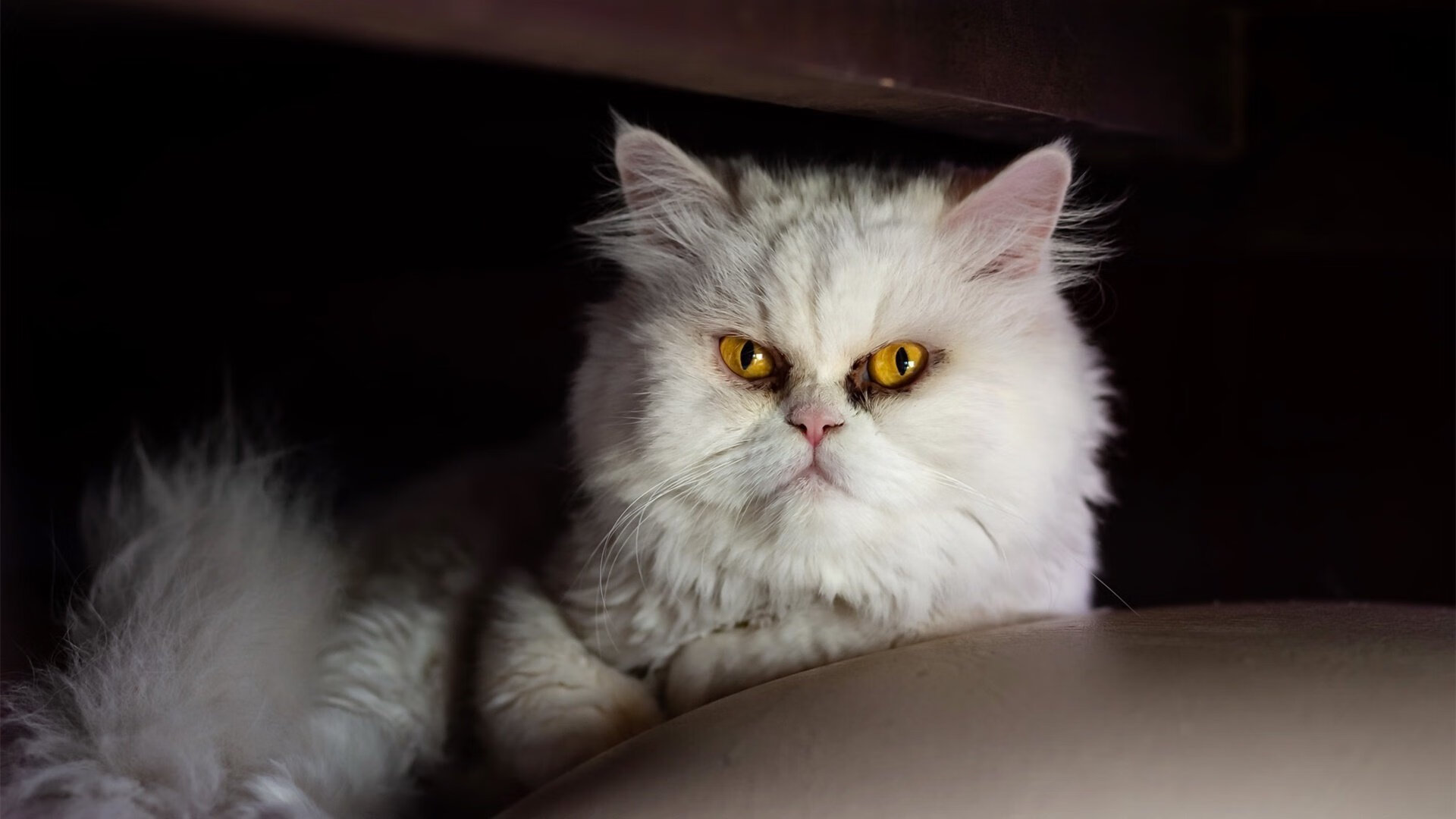 开云APP-双城记，骑士逆流而上的夜晚与拉梅洛跨越边界的舞台