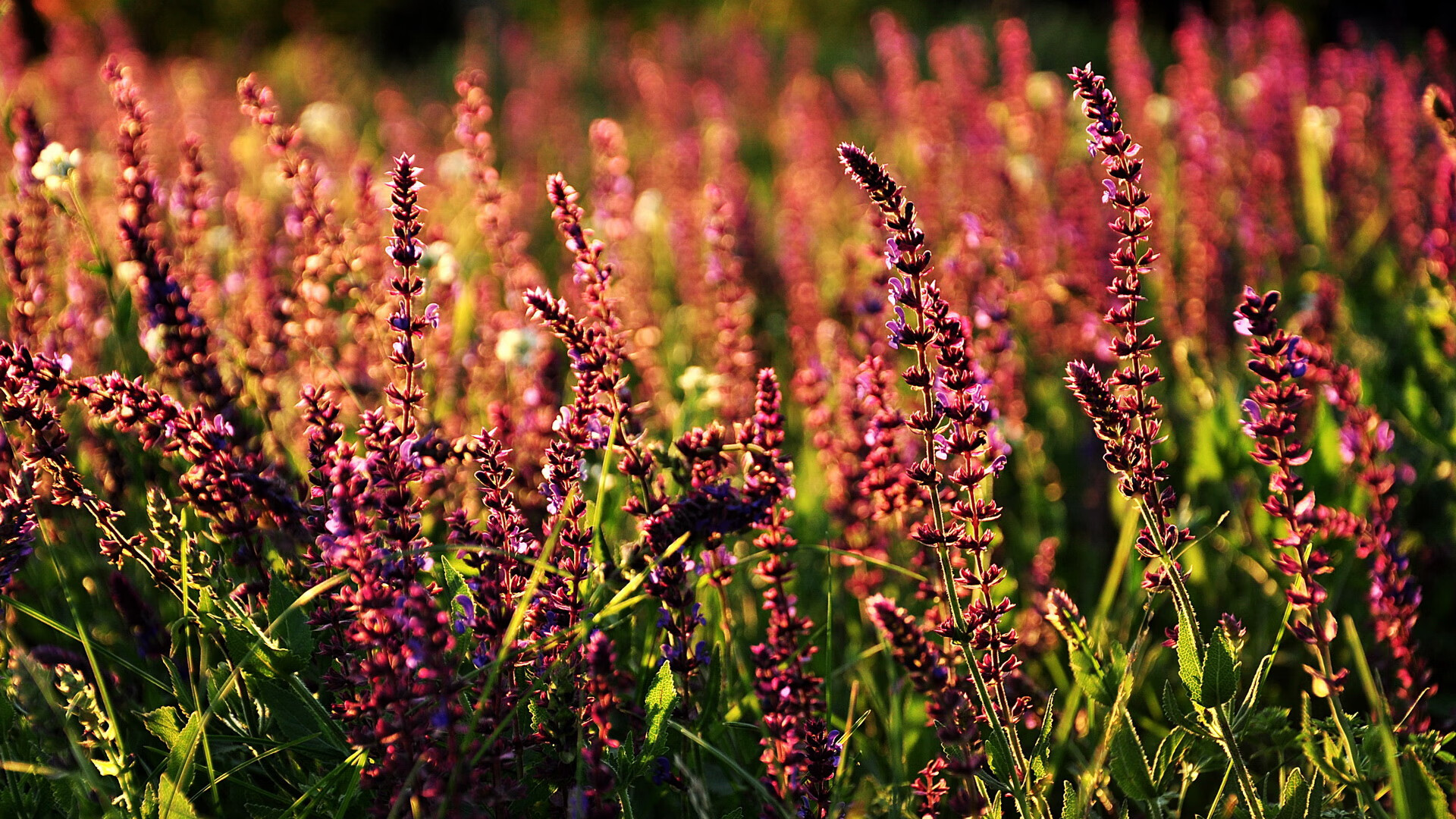 麦迪逊花园奇迹夜，小贾伦压哨绝杀点燃纽约，尼克斯掀翻西部豪强快船