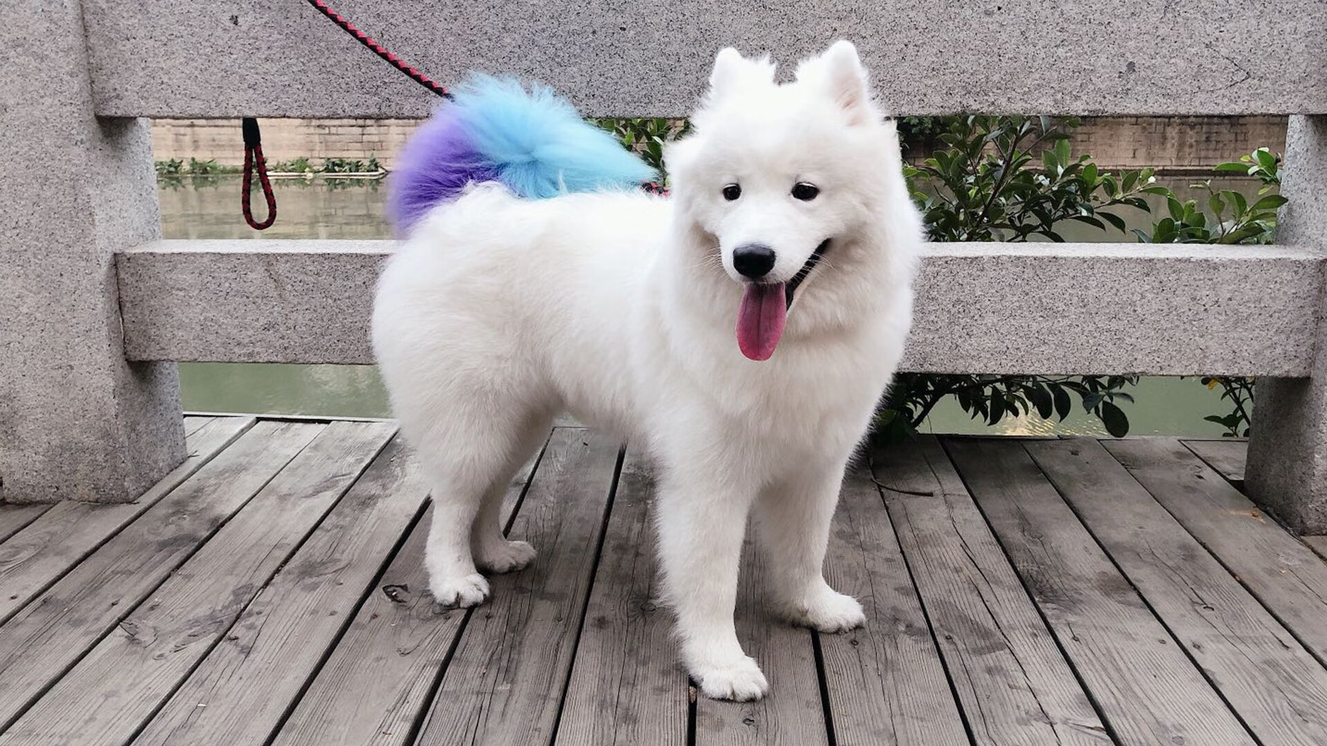 开云体育APP下载-莱奥关键一击！比利时旗开得胜斩落东道主卡塔尔