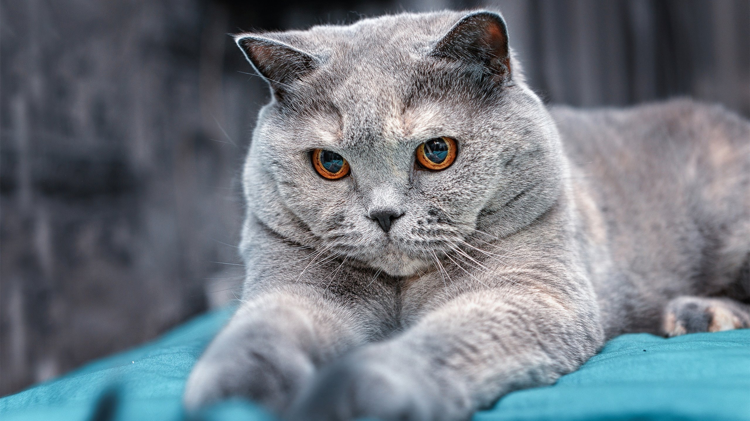 开云体育中国-活塞火力全开压制独行侠,贝恩世界杯赛场接管比赛彰显篮球全球化魅力