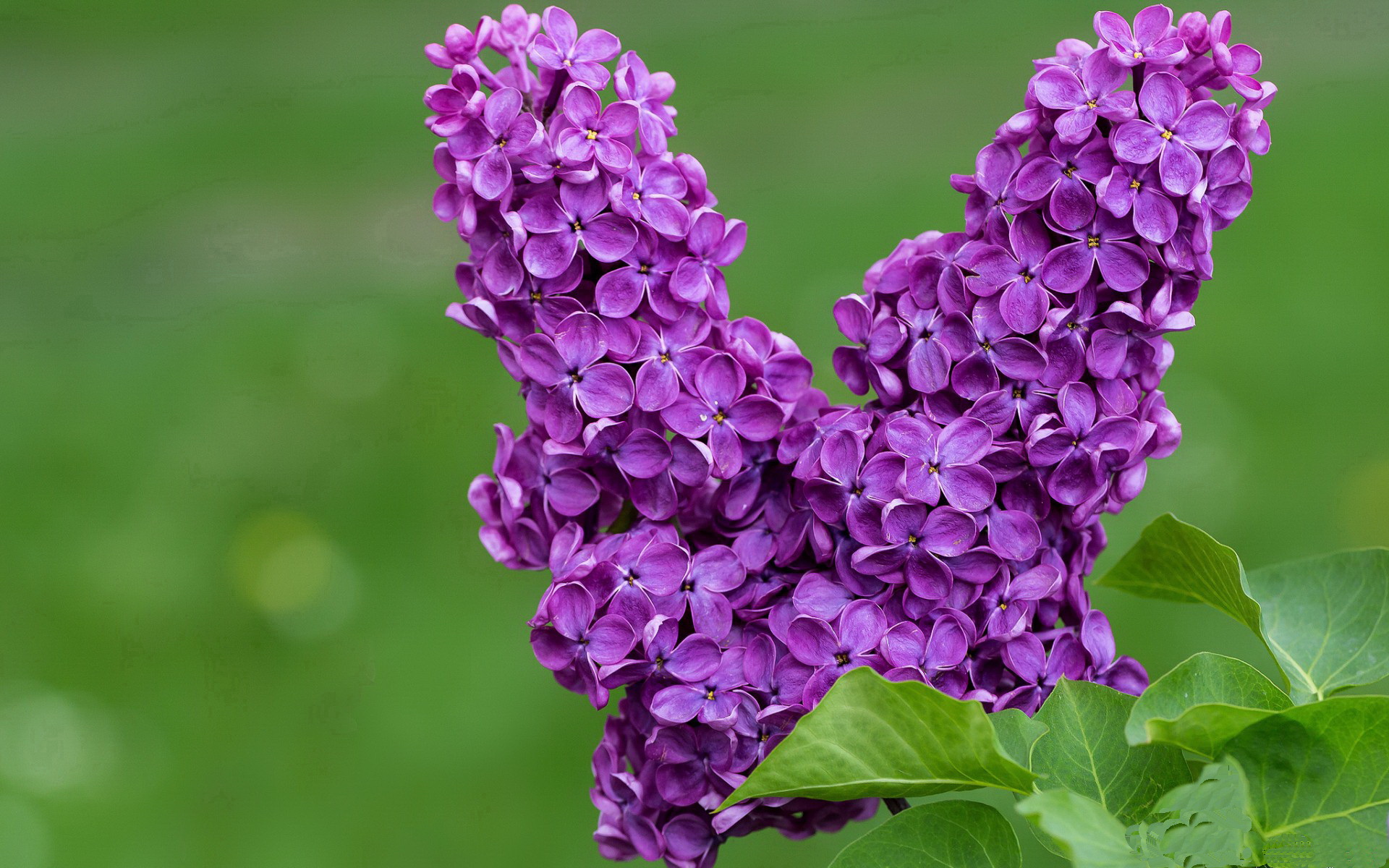 开云体育app-超凡之力与团队之焰，C罗个人能力与秘鲁火力的对决艺术