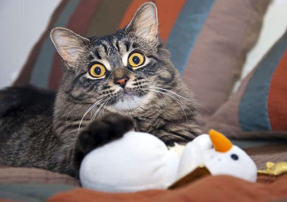 开云体育-意甲焦点战再掀狂潮，摩洛哥巨星发威，横扫雷恩铸就经典