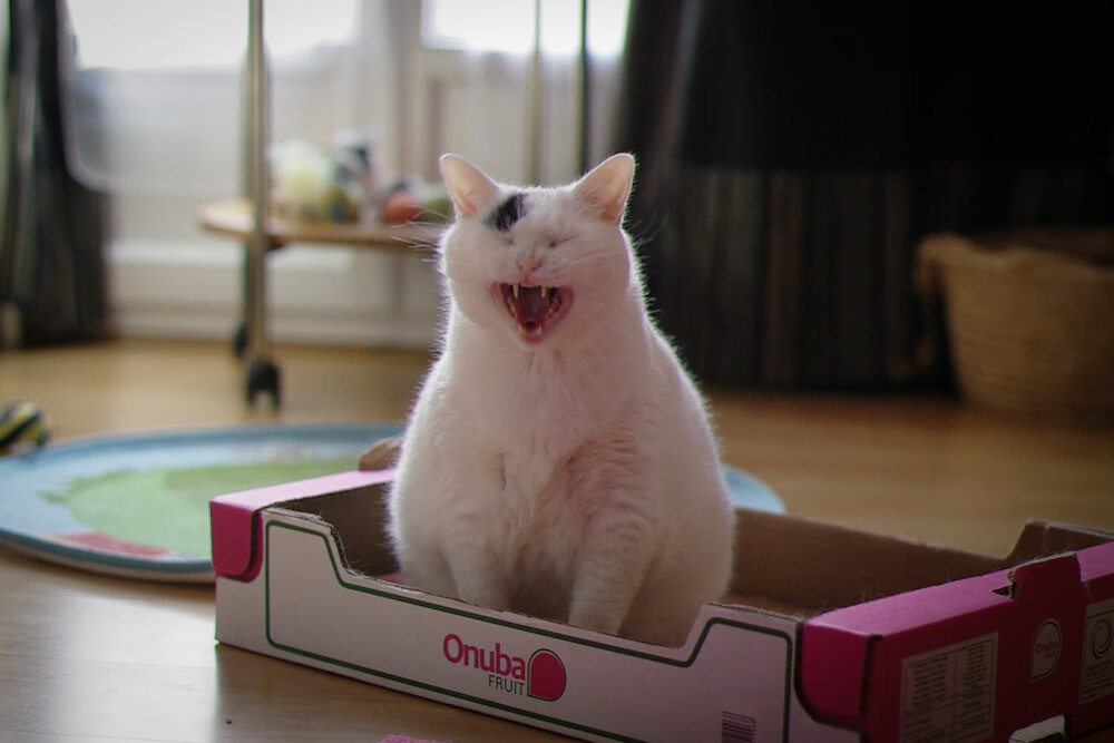 非洲雄鹰折翼欧洲铁骑,布鲁诺统治级数据撕裂尼日利亚防线