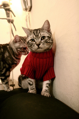 末节23分收割比赛,福克斯让西决生死战提前沦陷