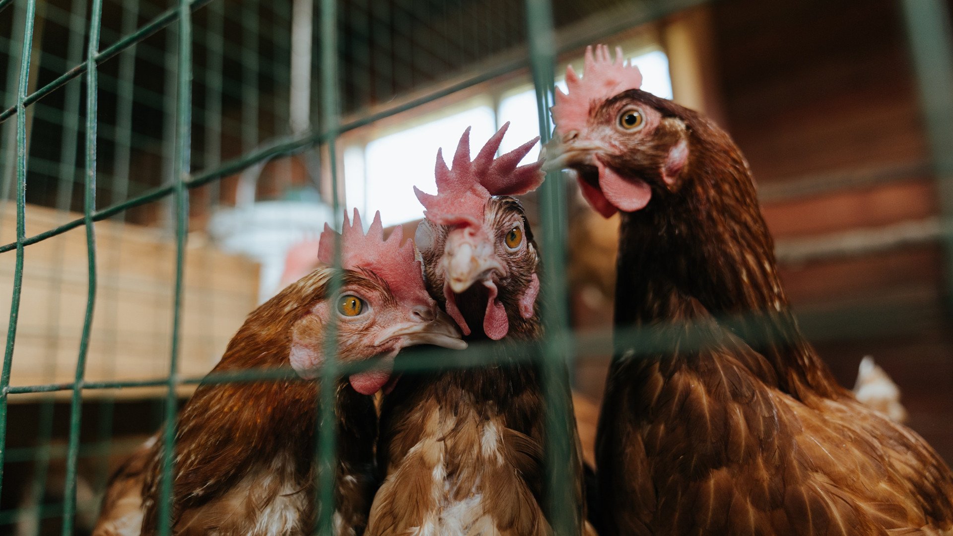 明星闪耀！西亚卡姆碾压式统治引爆全场，上海队惊艳表现令掘金惊出一身冷汗