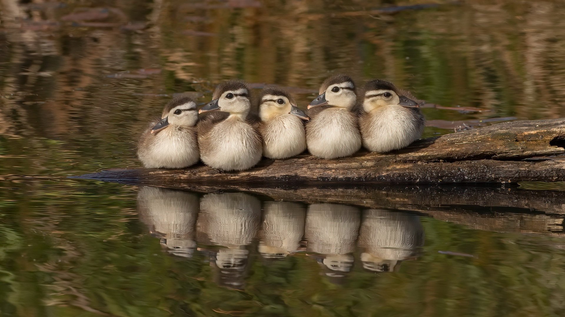 黄喜灿闪耀争冠夜，一记绝杀改写德甲历史的亚洲之光
