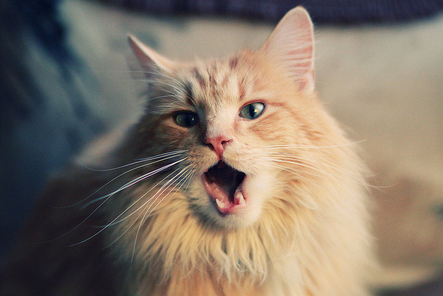 巴黎乐章与引擎轰鸣，摩纳哥赛道上演的节奏狂想曲