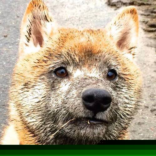 死神之镰!步行者终场前11秒三分绝杀爵士,塔姆狂轰37分上演救赎之战