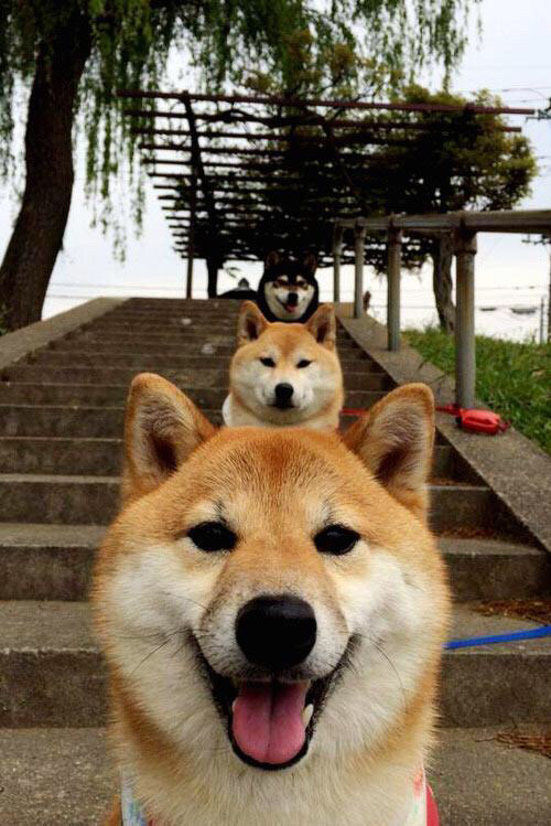 体系与明星的辩证胜利，从老鹰淘汰雄鹿到武切维奇的世界杯接管