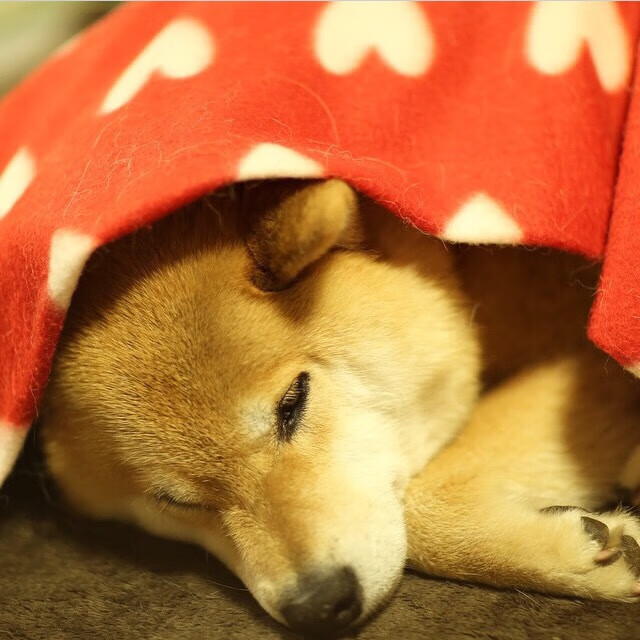 绝境重生!铁腰罗德里引爆拉齐奥惊险过关