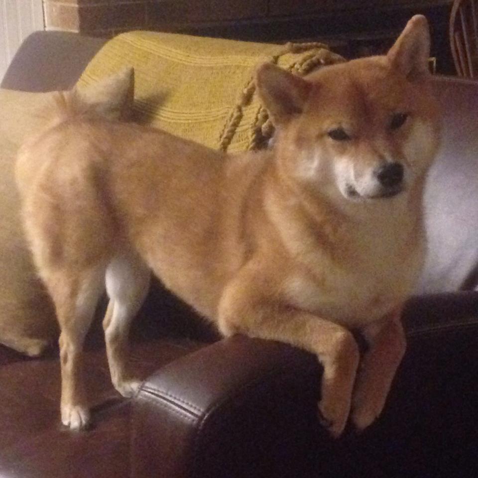 暴力美学与精密齿轮，当强行终结遇上稳定不掉线