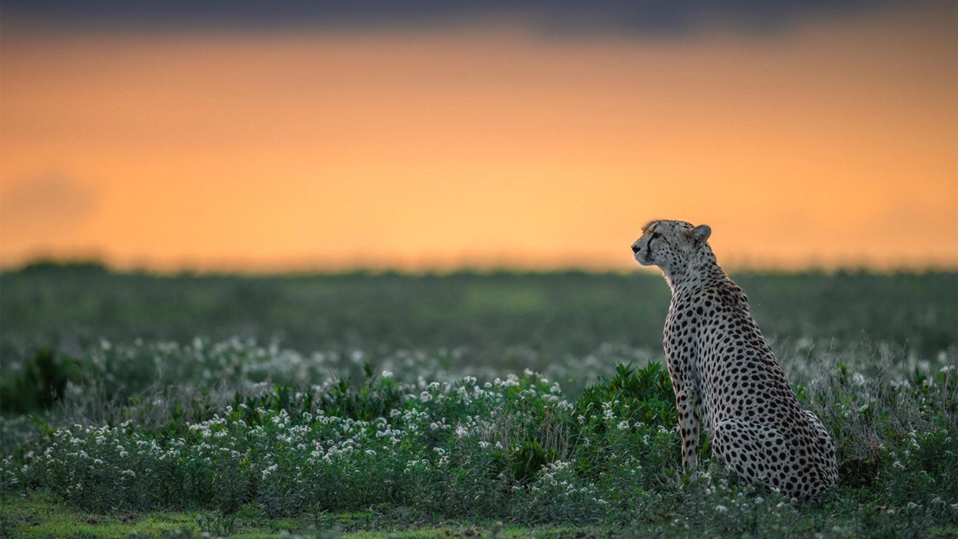 开云APP-跨联盟奇迹,米切尔狂飙引领吉林队压制凯尔特人