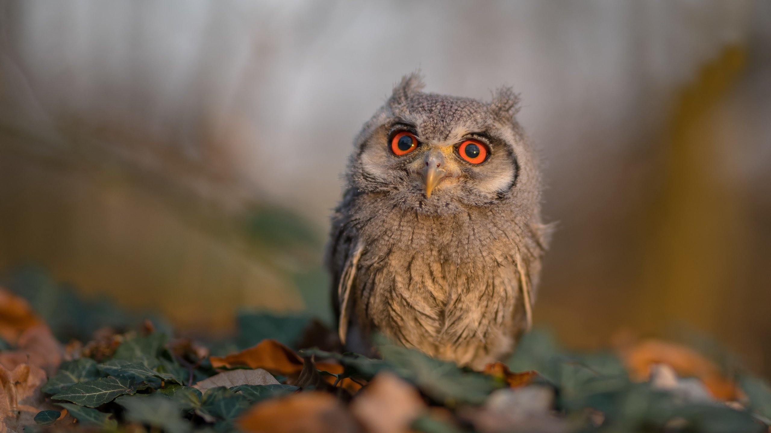 开云体育官方网站-福登关键先生闪耀,奥地利力克新西兰获历史性胜利