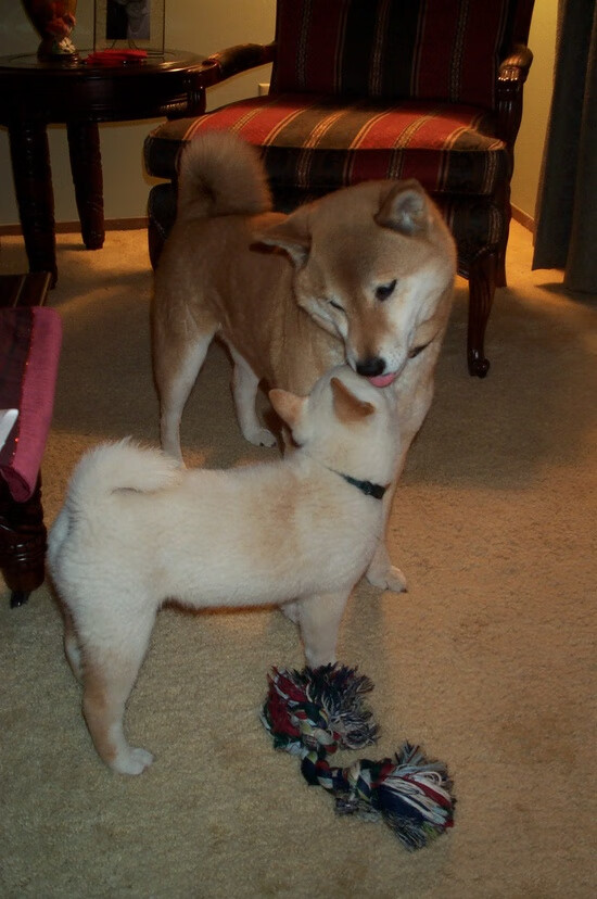 英格拉姆36分导演逆转风暴，深圳主场收割上海迎关键卡位战胜利