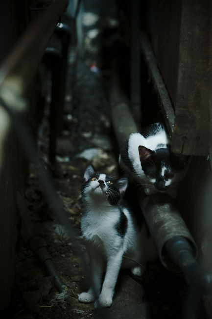 开云APP-欧冠决赛之夜，克瓦拉茨赫利亚的关键连续得分闪耀时刻