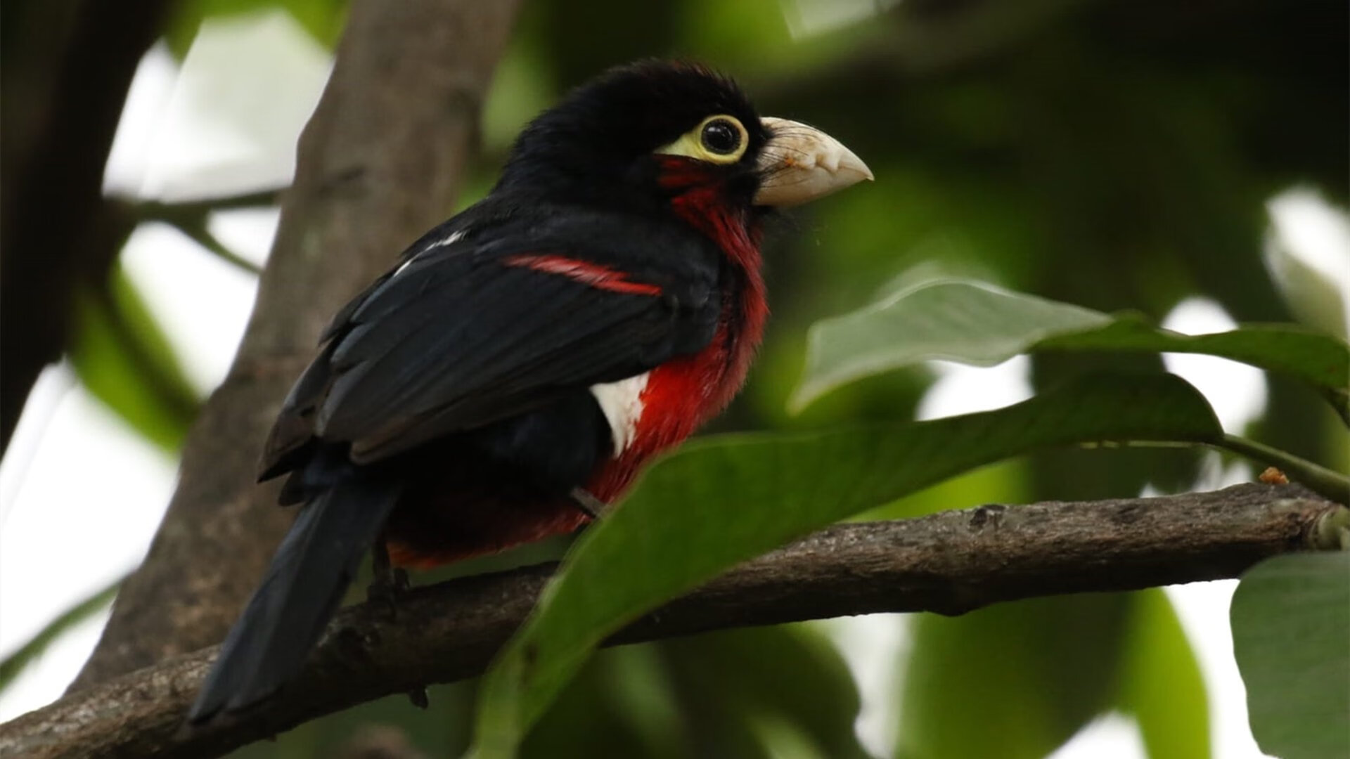 红色闪电撕裂蔚蓝海岸，当牙买加精神在F1赛道终结马赛神话
